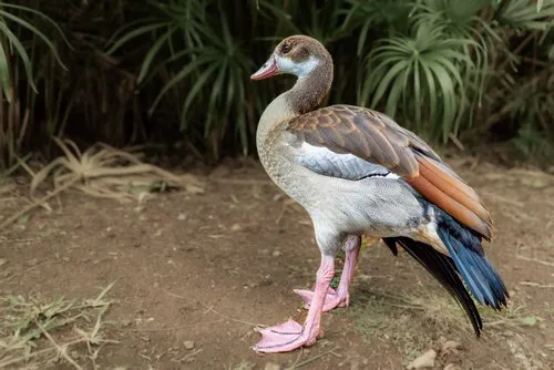 Egyptian Goose – A Graceful Waterfowl