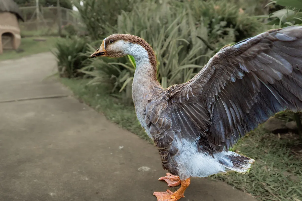 Chinese Goose – The Elegant Guardian