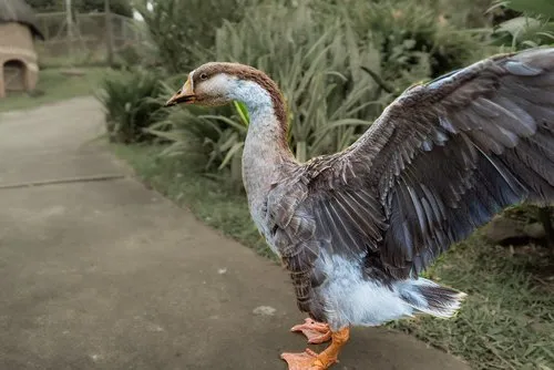 Chinese Goose – The Elegant Guardian