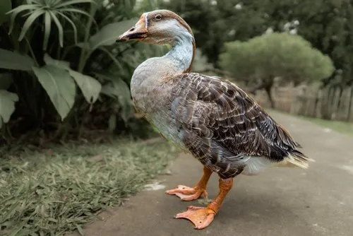Chinese Goose – A Majestic Farmyard Resident