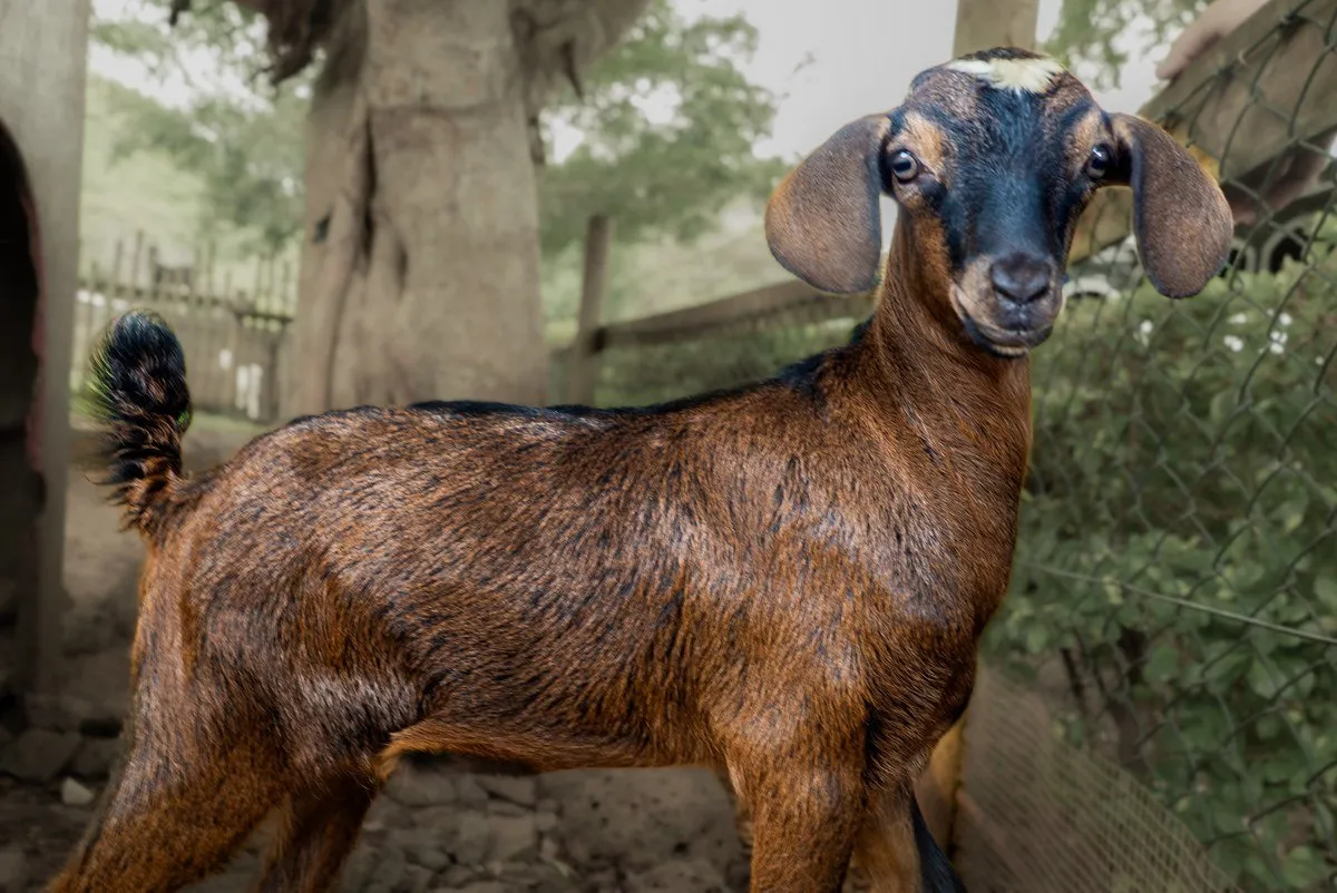 Nubian Goat – A Playful Farm Companion
