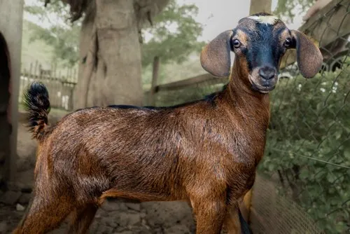 Nubian Goat – A Playful Farm Companion