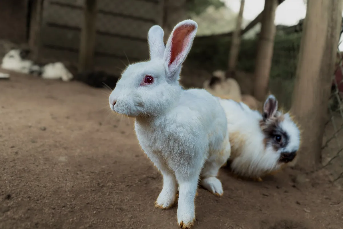 Adorable Rabbits – Companions of the Farm