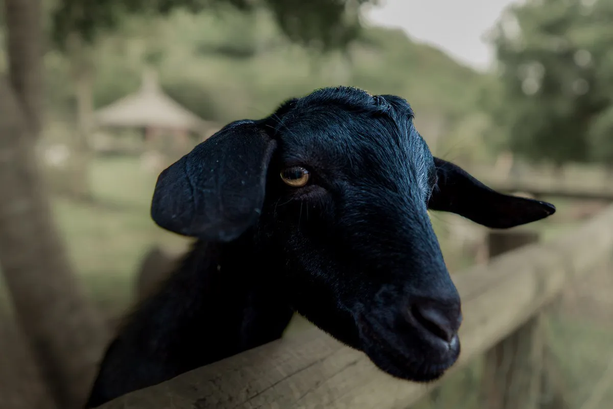 The Majestic Black Goat – Symbol of Strength