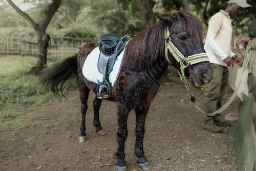 The Gentle Pony – A Favorite for Young Riders