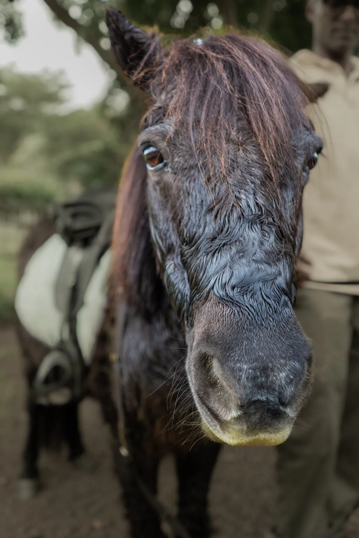 Friendly Pony close-up at Casela Nature Parks
