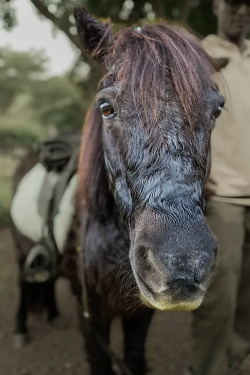 Friendly Pony close-up at Casela Nature Parks