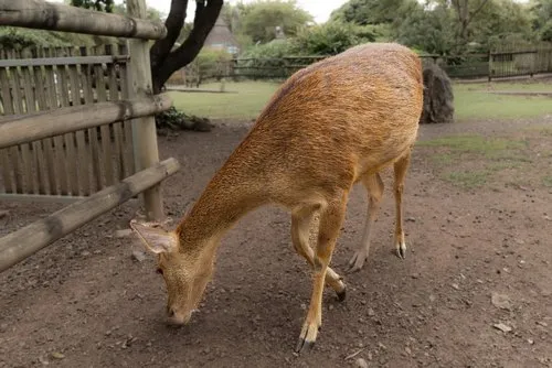 The Majestic Java Deer of Mauritius