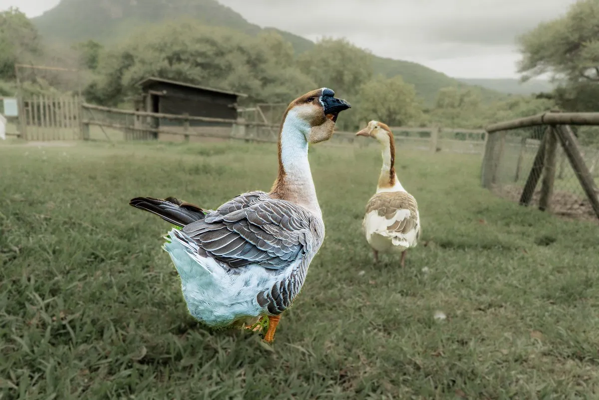 The Elegant African Geese of Casela Nature Parks