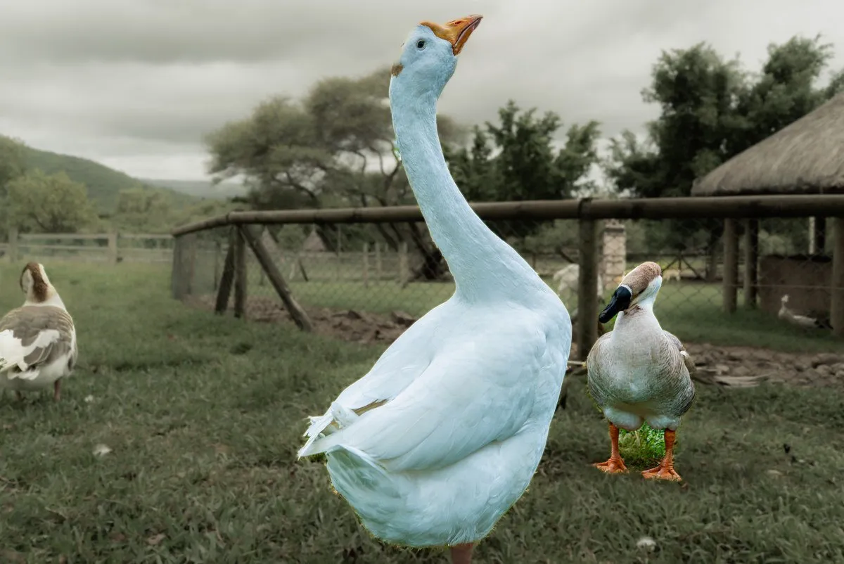 Majestic White Geese of Casela Parks