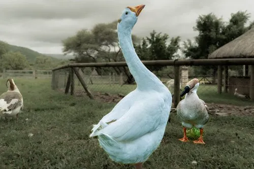 Majestic White Geese of Casela Parks