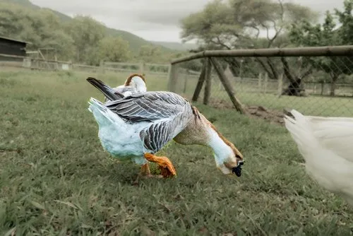 Chinese Goose – The Elegant Guardian of the Farm