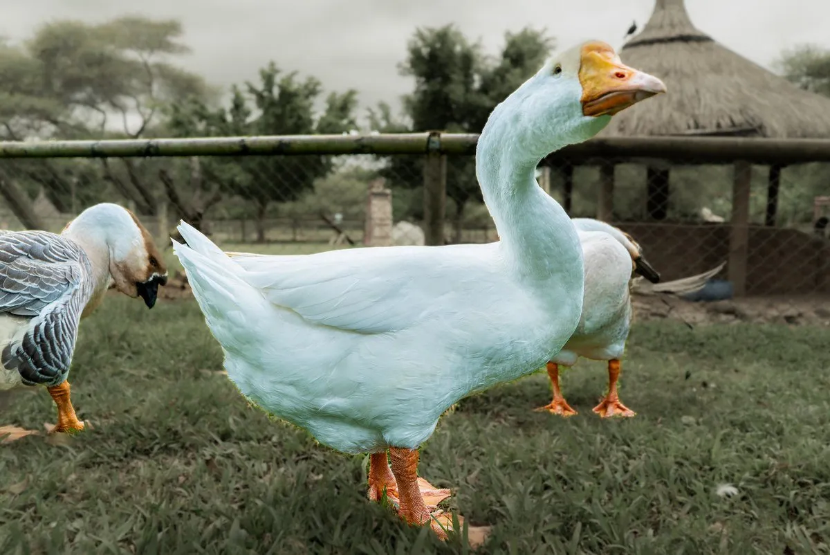 Embden Goose – The Majestic White Guardian