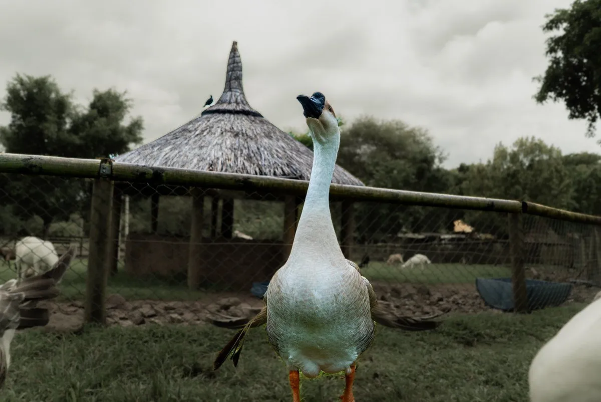 Chinese Goose – The Watchful Guardian