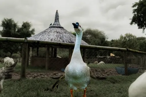 Chinese Goose – The Watchful Guardian