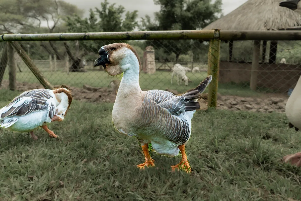 The Farm's Bossy Honker – African Goose in Charge
