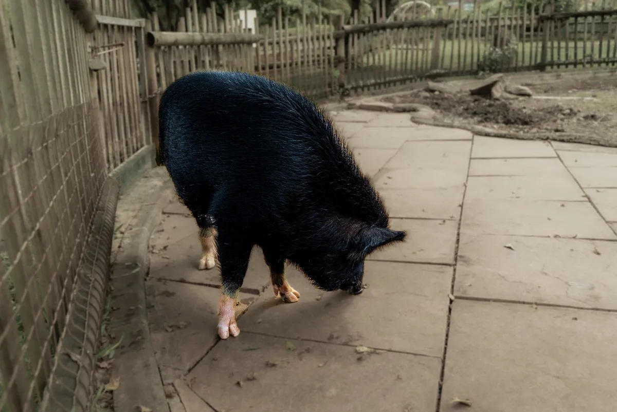 The Boar with a Nose for Adventure