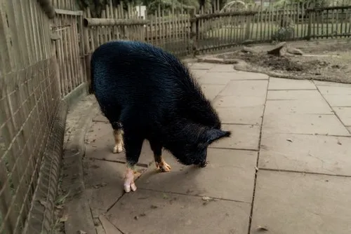 The Boar with a Nose for Adventure