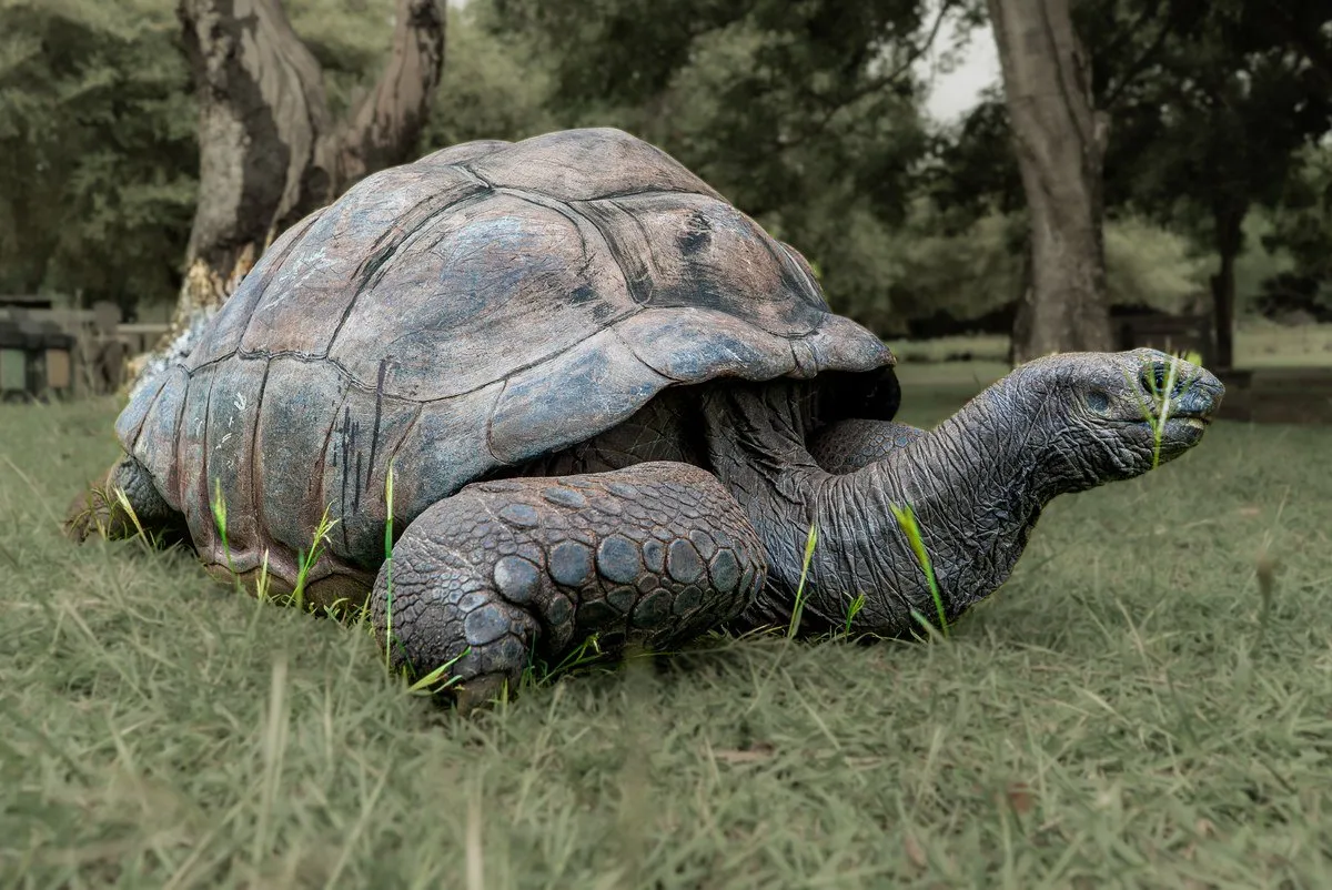 Aldabra giant tortoise at Casela