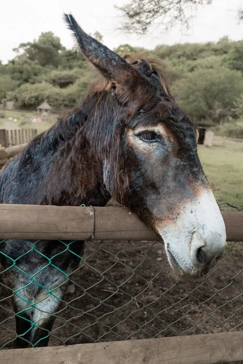 The Donkey - philosopher of the farm